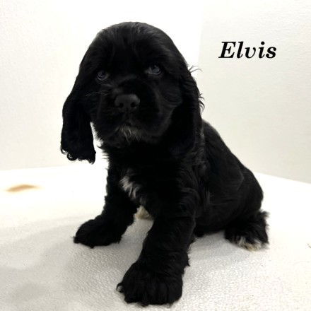 puppy, for, sale, Cocker Spaniel, Joe & Cherri  Overlease, dog, breeder, Miller, MO, dog-breeder, puppy-for-sale, forsale, nearby, find, puppyfind, locator, puppylocator, aca